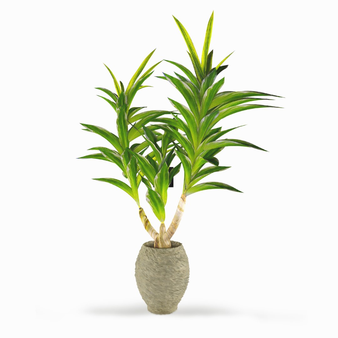 dracaena ravala indoor 3D model https://p.turbosquid.com/ts-thumb/ef/unSJ6u/95B61JiX/img_20200905_215407/jpg/1599327559/1920x1080/fit_q87/6abca7ade8f7292351212d1284290108765b9019/img_20200905_215407.jpg
