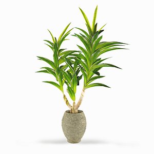 dracaena ravala indoor 3D model
