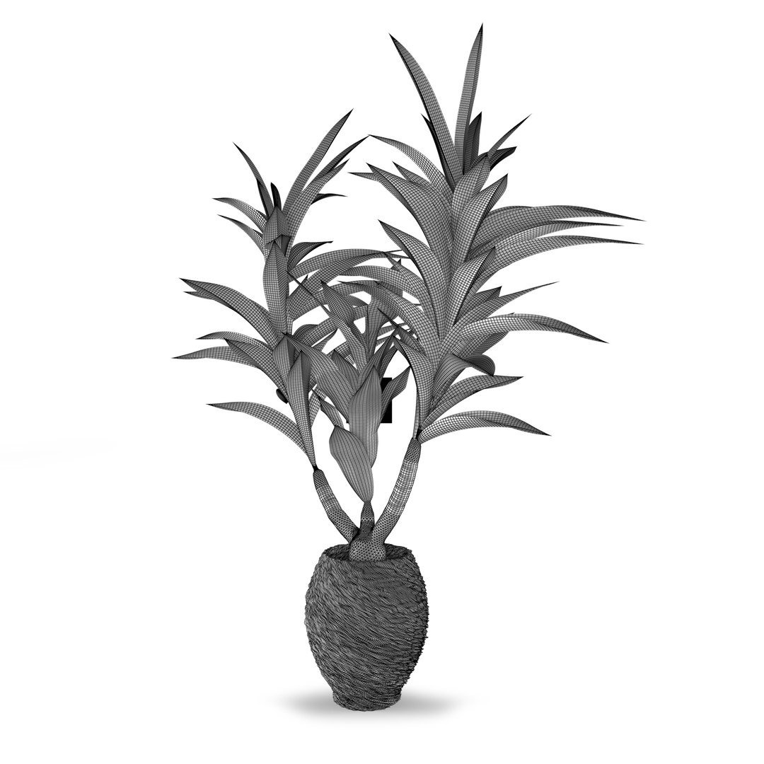 dracaena ravala indoor 3D model https://p.turbosquid.com/ts-thumb/ef/unSJ6u/zXGl8A6K/yucca1/jpg/1599328436/1920x1080/fit_q87/1e092f3989a785101dbb85051356e4b897b9758d/yucca1.jpg