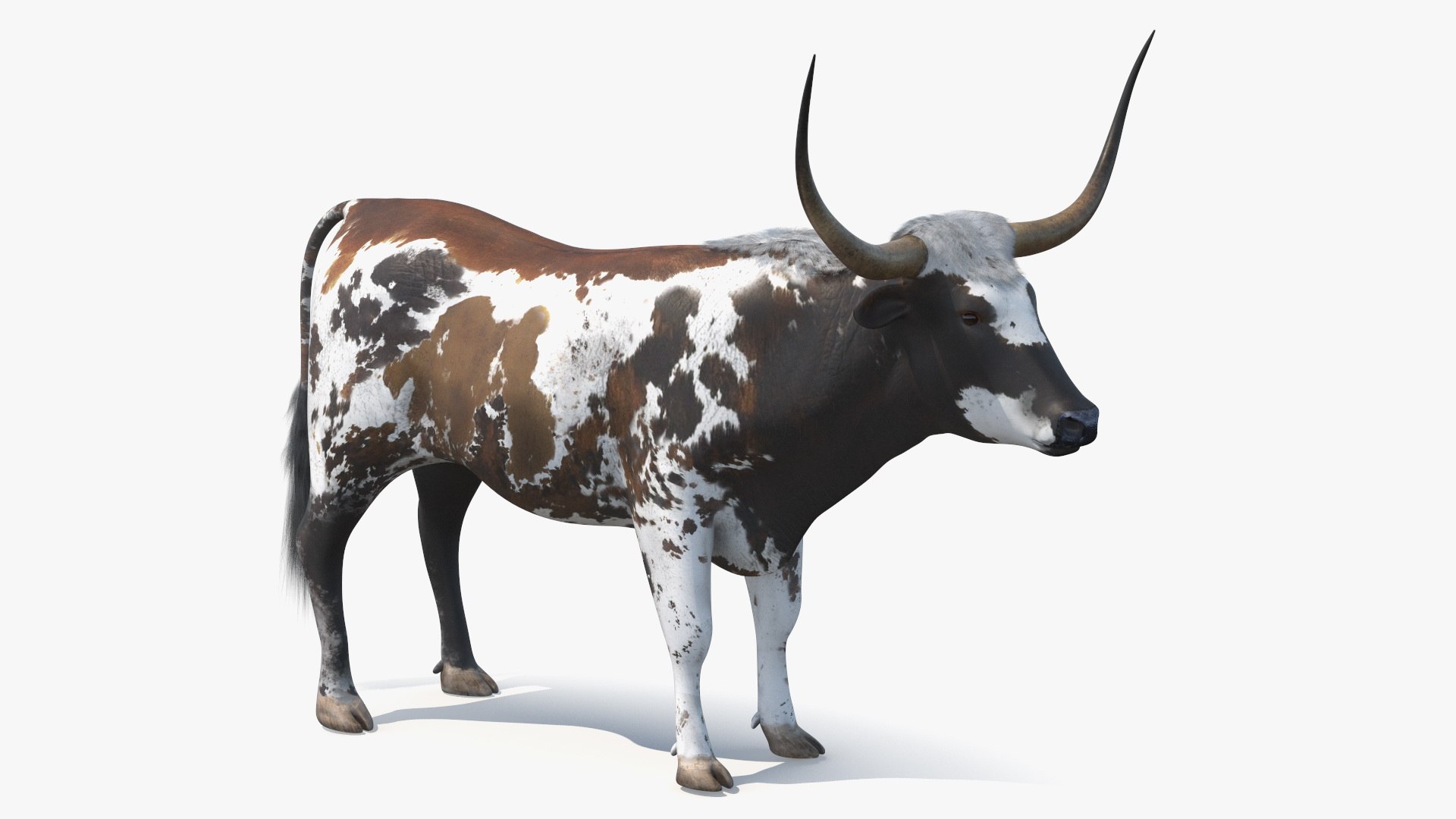 Texas Longhorn Mottled Brown 3D model preview