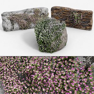 Ivy-Leaved Toadflax Creeping Plant Set