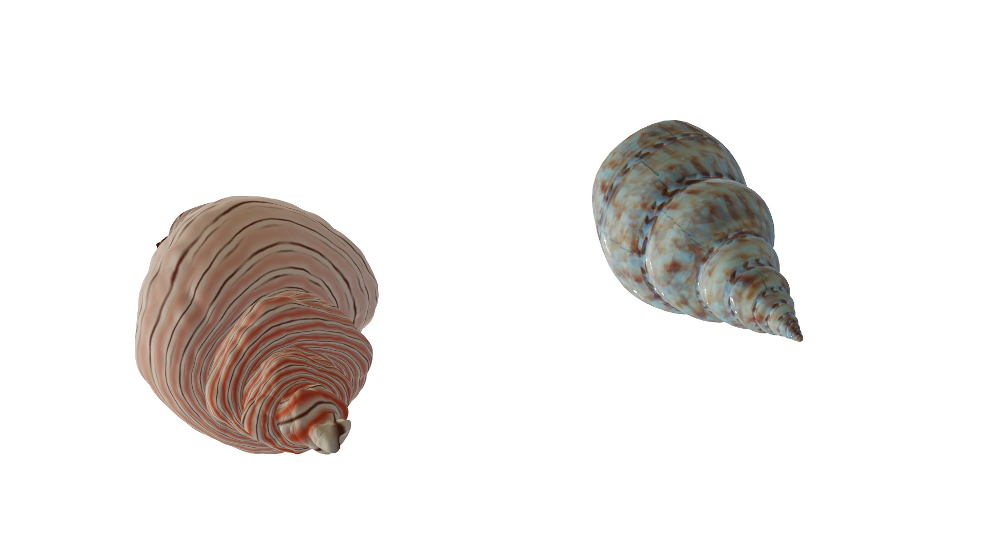 shells model https://p.turbosquid.com/ts-thumb/eg/58OyaP/YX/c5/png/1638635398/1920x1080/fit_q87/a294da8b5e9c8359cefb58ac0784bf45390f0aa2/c5.jpg