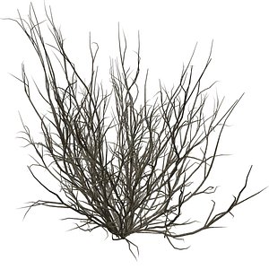 Broom Snakeweed Bush - 04 - 3D model