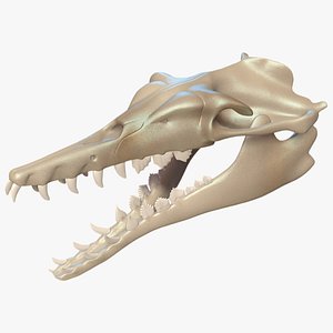 basilosaurus skull 3D model