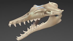 basilosaurus skull 3D model