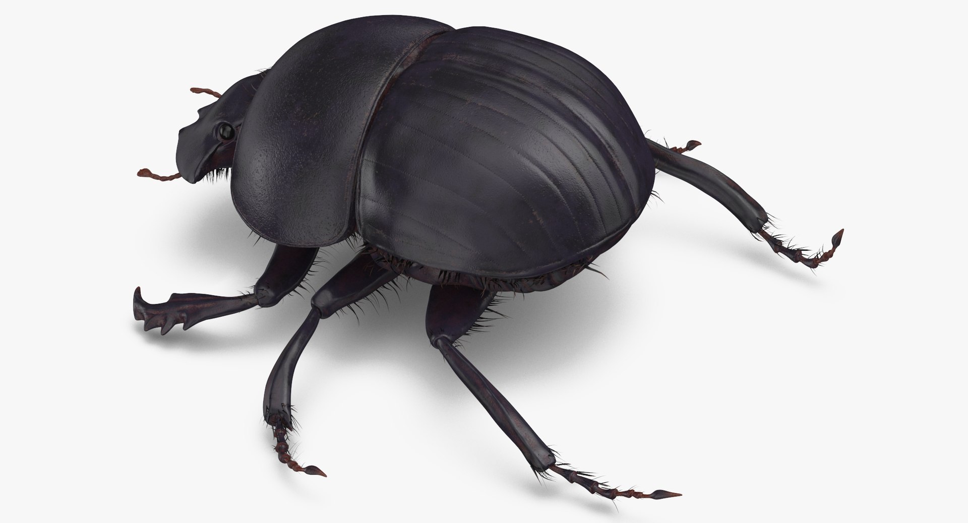 Black scarab beetle standing 3D model - TurboSquid 1375564
