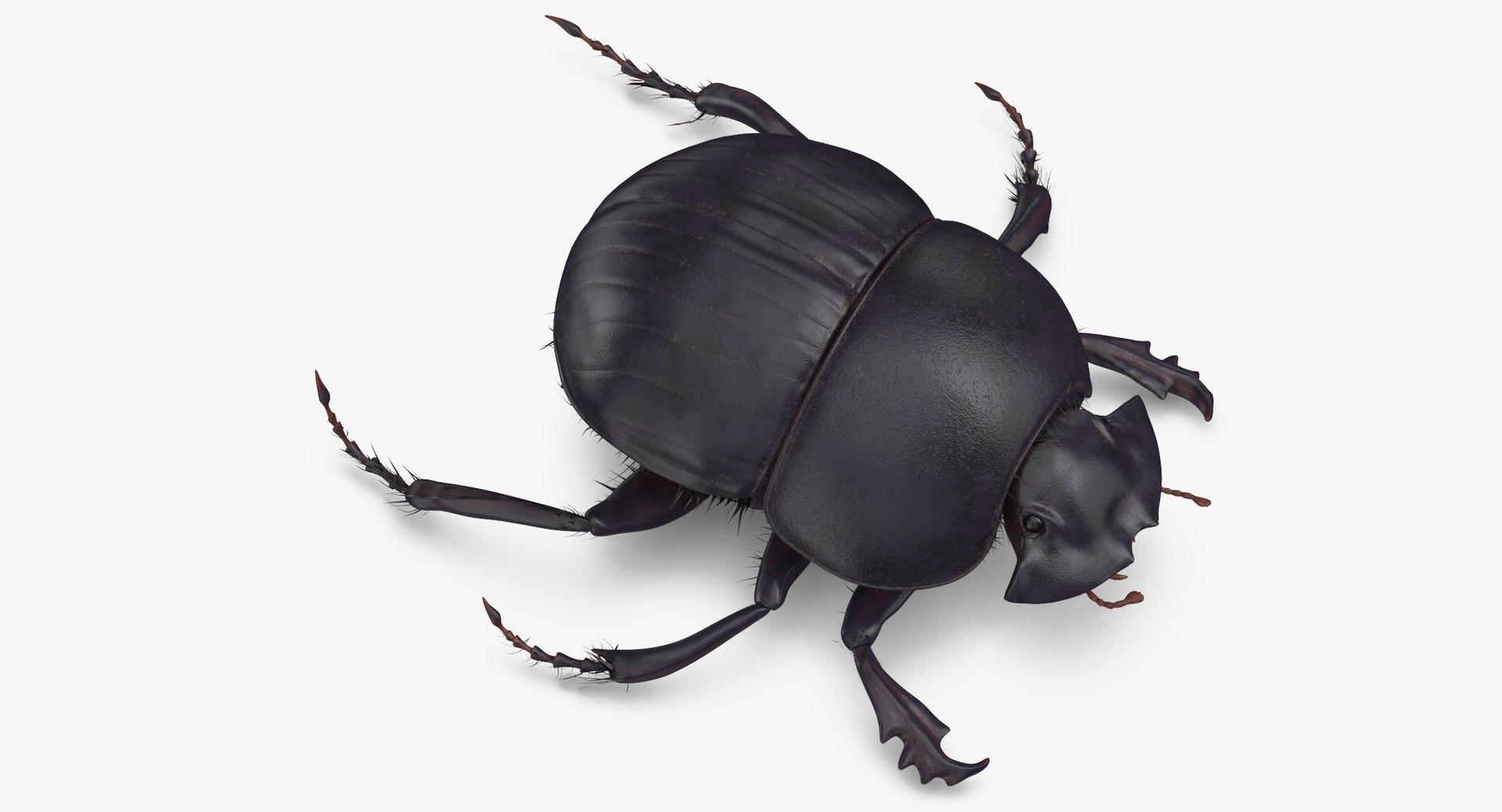 Black scarab beetle standing 3D model - TurboSquid 1375564