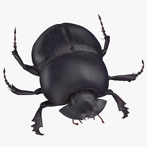 black scarab beetle standing 3D model