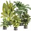 Kolekcja roślin tom 460 - indoor - corton - banan - monstera - kino 4d - 3dsmax