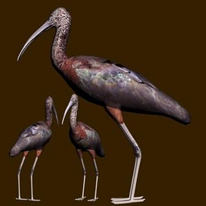 glossyibis