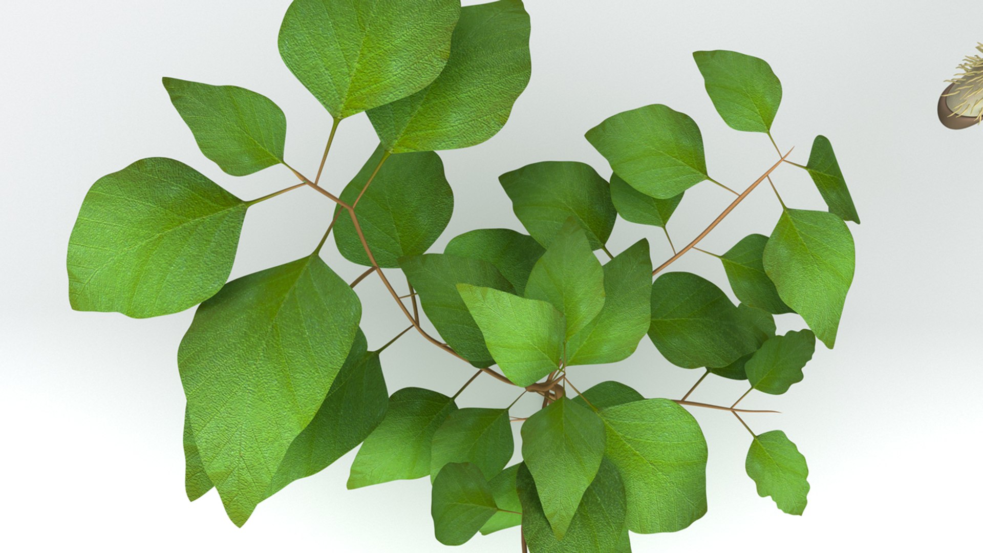3d root tip https://p.turbosquid.com/ts-thumb/eg/rLQpPz/356Ji9WE/b0277taproot_perspective.0001/jpg/1482473377/1920x1080/fit_q87/df13d21f32eb3203db851069f075aed9e15a774c/b0277taproot_perspective.0001.jpg