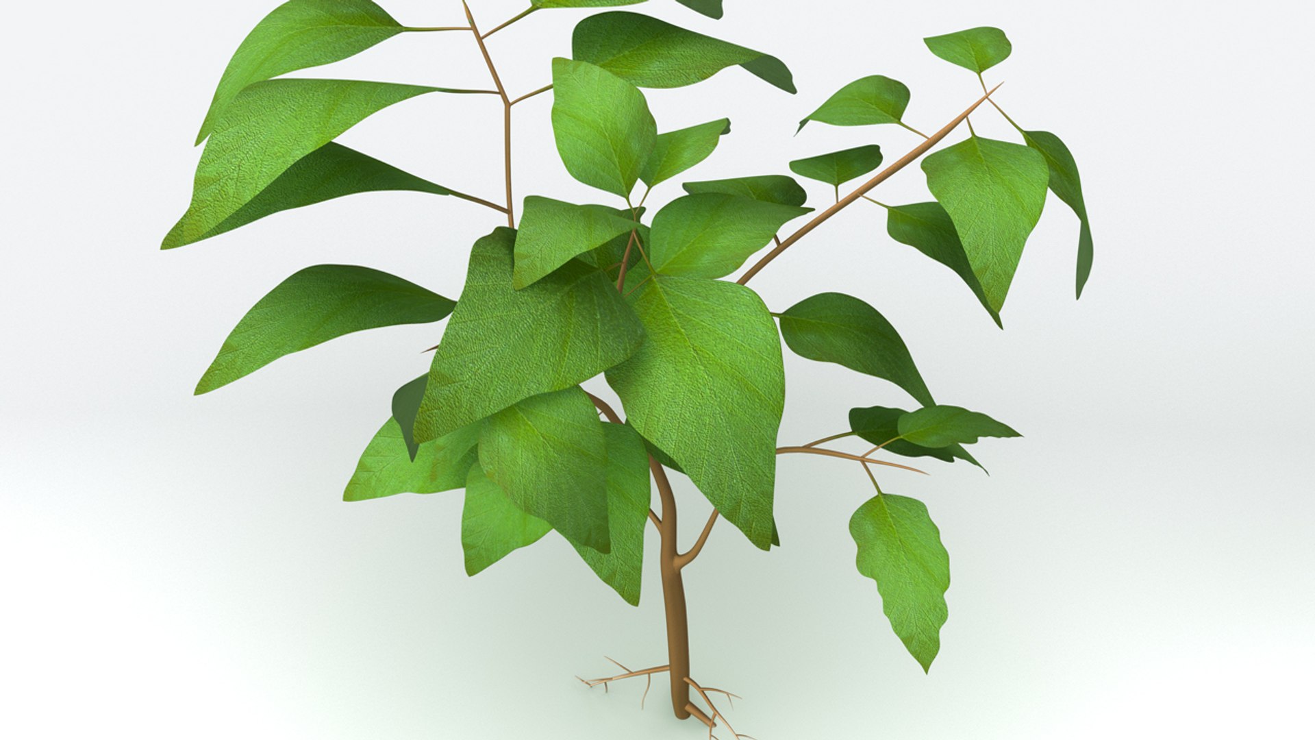 3d root tip https://p.turbosquid.com/ts-thumb/eg/rLQpPz/Oo912BBp/b0277taproot_front.0001/jpg/1482473377/1920x1080/fit_q87/7add4ea5cd0ef4a3be8b3ad2912f9566a7c39804/b0277taproot_front.0001.jpg
