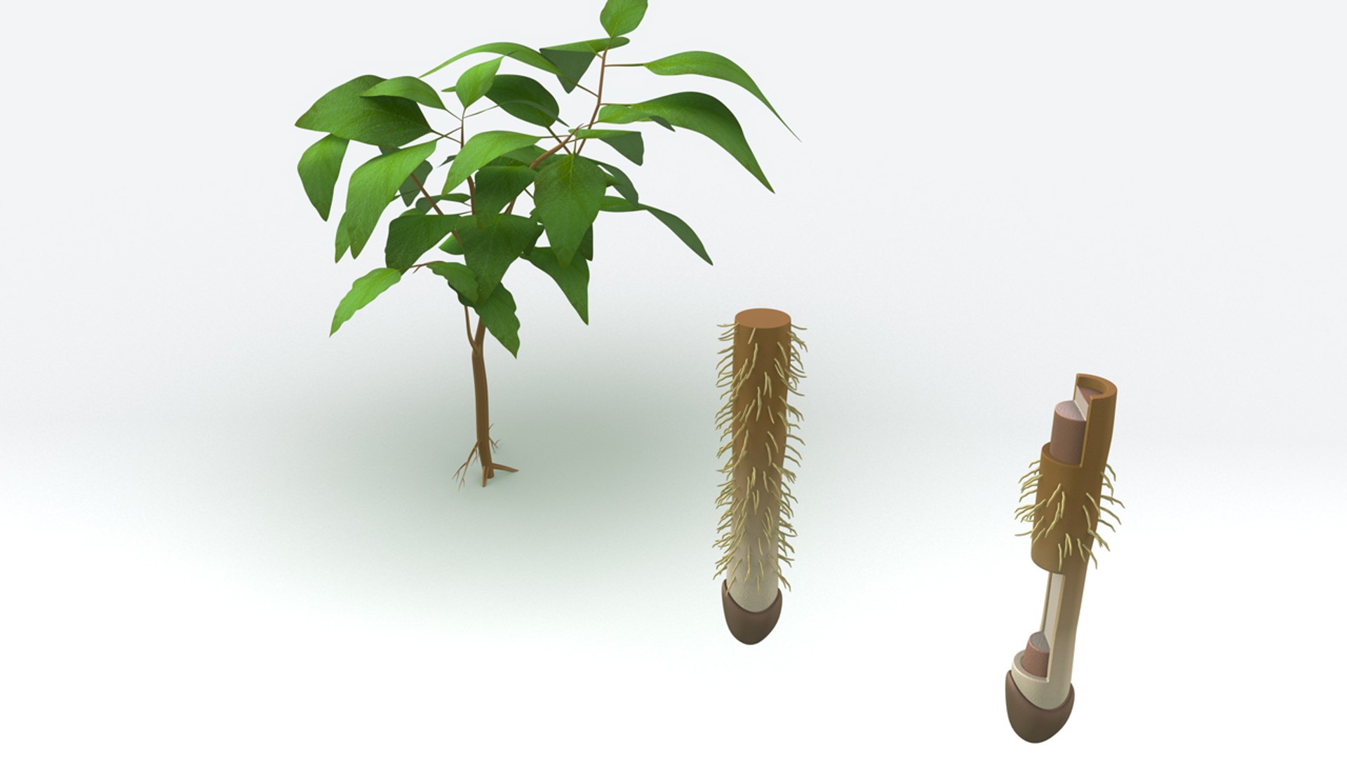 3d root tip https://p.turbosquid.com/ts-thumb/eg/rLQpPz/jxDOfuxg/b0277taproot_back.0001/jpg/1482473377/1920x1080/fit_q87/ea1eb755bef35879522e954de7fb0073c677ba86/b0277taproot_back.0001.jpg