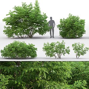 elderberry bushes 3D model
