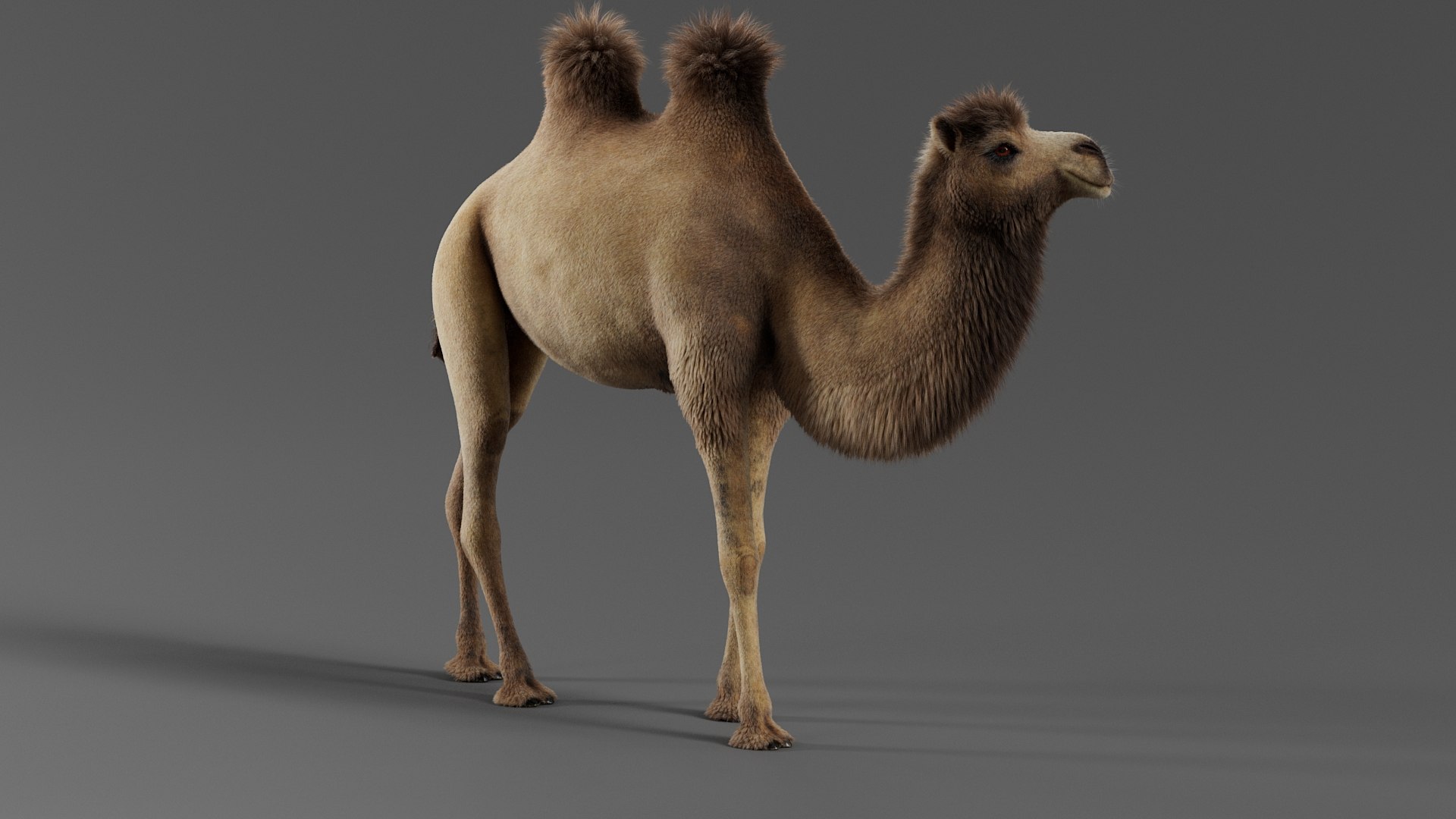 Bactrian Camel Rigged Xgen 3D https://p.turbosquid.com/ts-thumb/eh/BPKLci/LT/camel_b_09/jpg/1759312685/1920x1080/fit_q87/42abba286e49300db87f9a9b741a4b4875654ece/camel_b_09.jpg