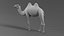 Camelo Bactriano Rigged Xgen
