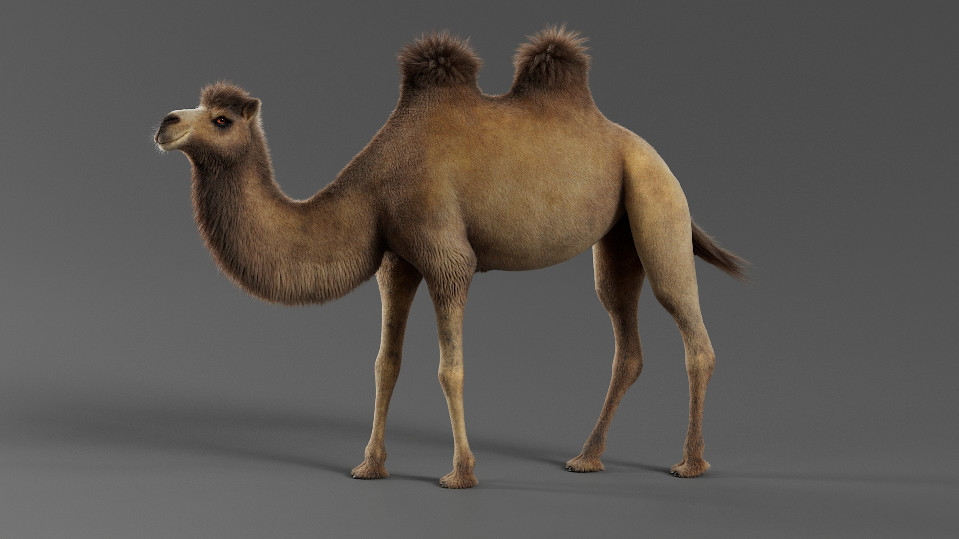 Bactrian Camel Rigged Xgen 3D https://p.turbosquid.com/ts-thumb/eh/BPKLci/Qu/camelbtba/jpg/1759736552/1920x1080/turn_fit_q99/1b81d28abf7d43aa1fa2637c0d28480ceb196fdd/camelbtba-1.jpg