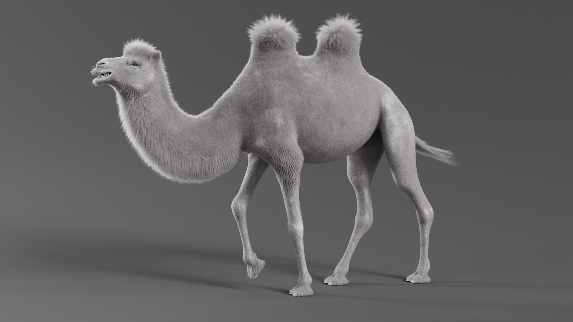 Bactrian Camel Rigged Xgen 3D https://p.turbosquid.com/ts-thumb/eh/BPKLci/X3/camel_b_15/jpg/1759312693/1920x1080/fit_q87/1b41b2813a1746e2ae317a6cec71bed8c0991a8f/camel_b_15.jpg