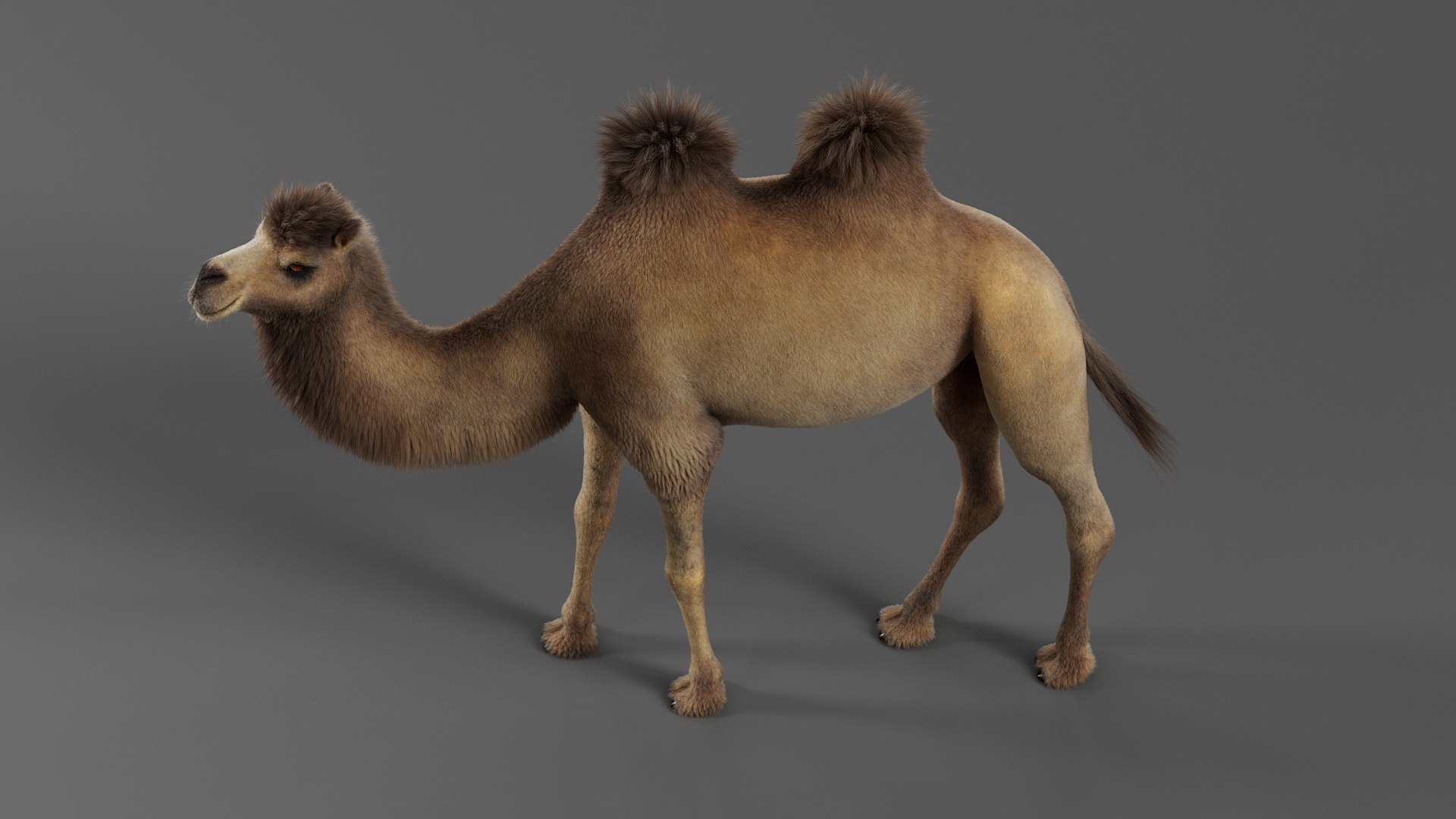 Bactrian Camel Rigged Xgen 3D https://p.turbosquid.com/ts-thumb/eh/BPKLci/qP/camel_b_08/jpg/1759312684/1920x1080/fit_q87/56da49decbeb63521a0add2210ecded844f2eb0c/camel_b_08.jpg