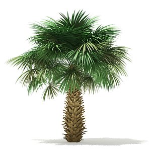 3D sabal palm tree 4m