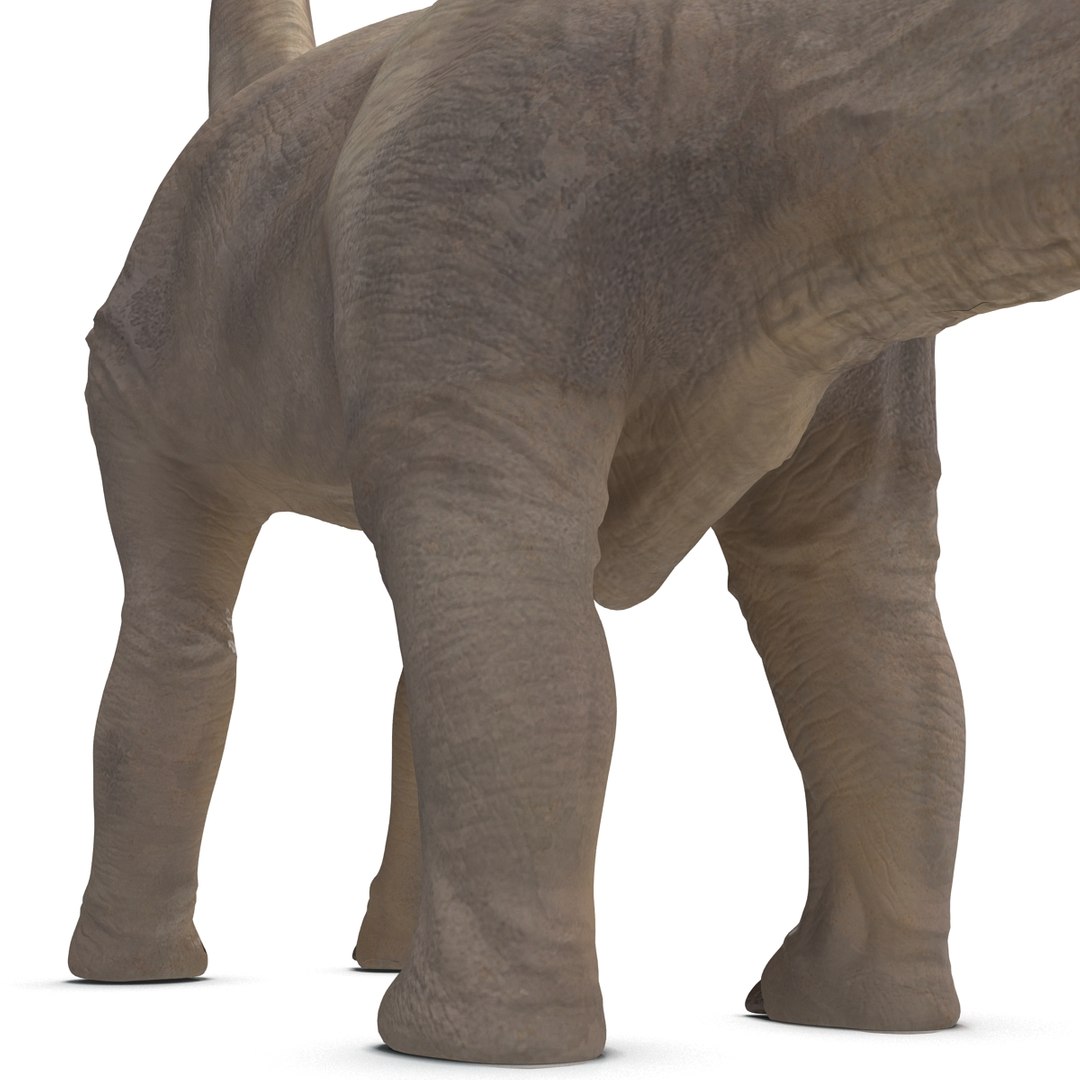 3d brachiosaurus rigged model https://p.turbosquid.com/ts-thumb/eh/EgBjNI/BQlrQ5DQ/brachiosaurusrigged_37/jpg/1395775161/1920x1080/fit_q87/b3c0390929c6e92915989bc5d4568d1004fdc274/brachiosaurusrigged_37.jpg