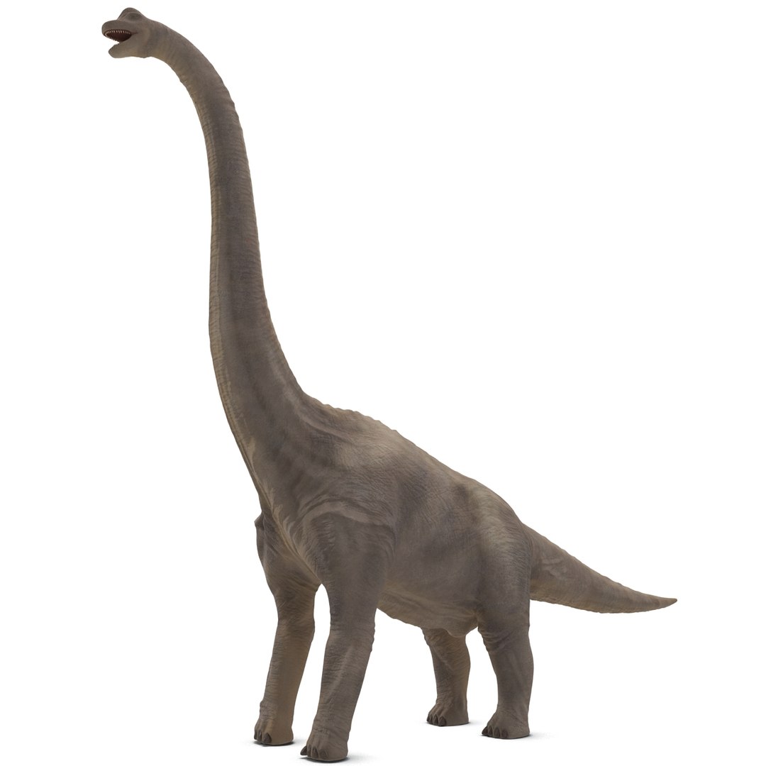 3d brachiosaurus rigged model https://p.turbosquid.com/ts-thumb/eh/EgBjNI/FnKUEdDX/brachiosaurusrigged_17/jpg/1395775094/1920x1080/fit_q87/f8c16ce181ee1f16a815ee19b47af7242e60bd77/brachiosaurusrigged_17.jpg