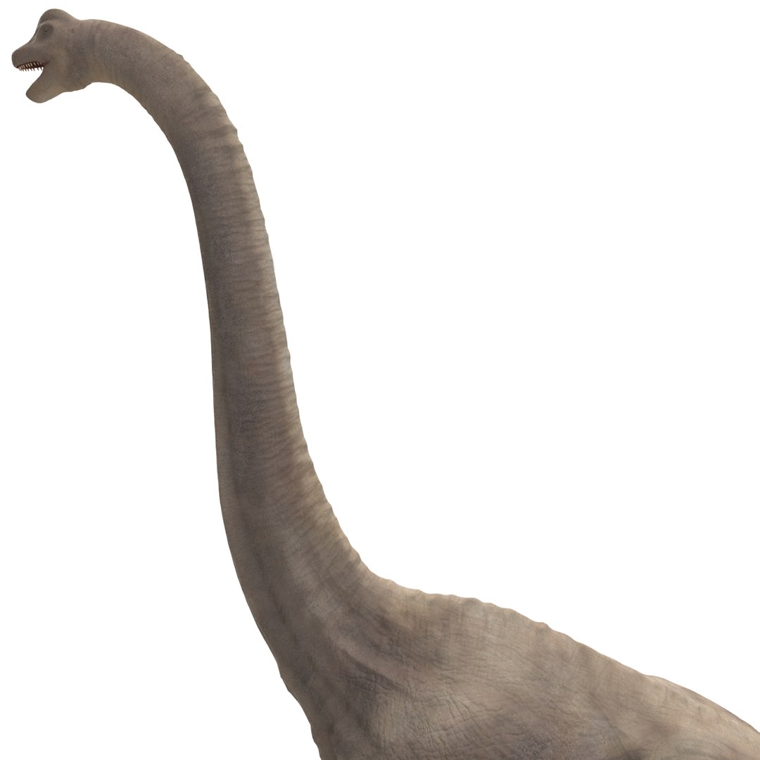 3d brachiosaurus rigged model https://p.turbosquid.com/ts-thumb/eh/EgBjNI/J3GPGAhE/brachiosaurusrigged_33/jpg/1395775142/1920x1080/fit_q87/eac0e13dd7607468472bb31f5ff940d17eb5b817/brachiosaurusrigged_33.jpg