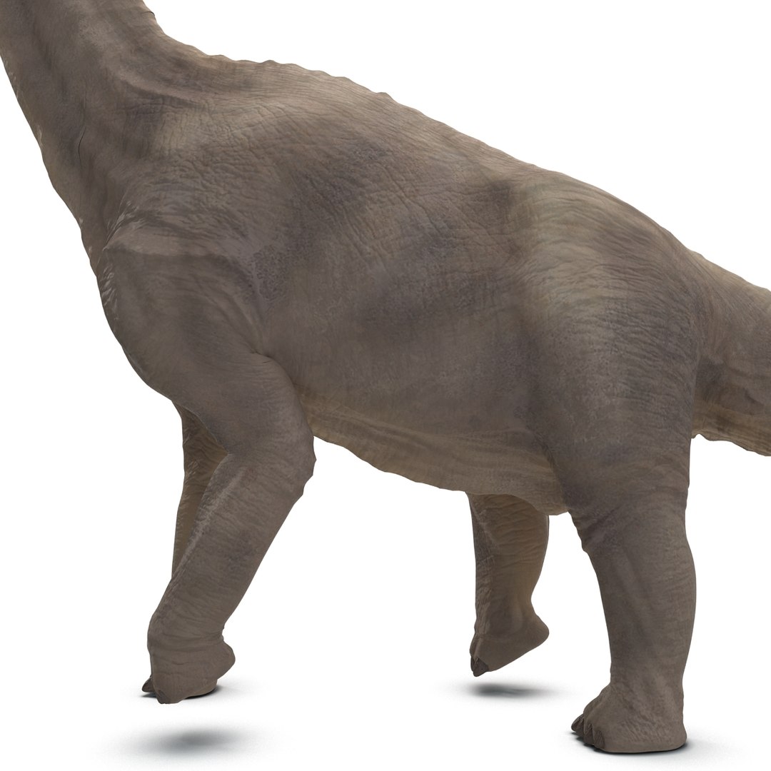 3d brachiosaurus rigged model https://p.turbosquid.com/ts-thumb/eh/EgBjNI/OXK3fH9M/brachiosaurusrigged_30/jpg/1395775132/1920x1080/fit_q87/0f9ac0f8dfdba7c18195efc3e7237964a5596d7b/brachiosaurusrigged_30.jpg