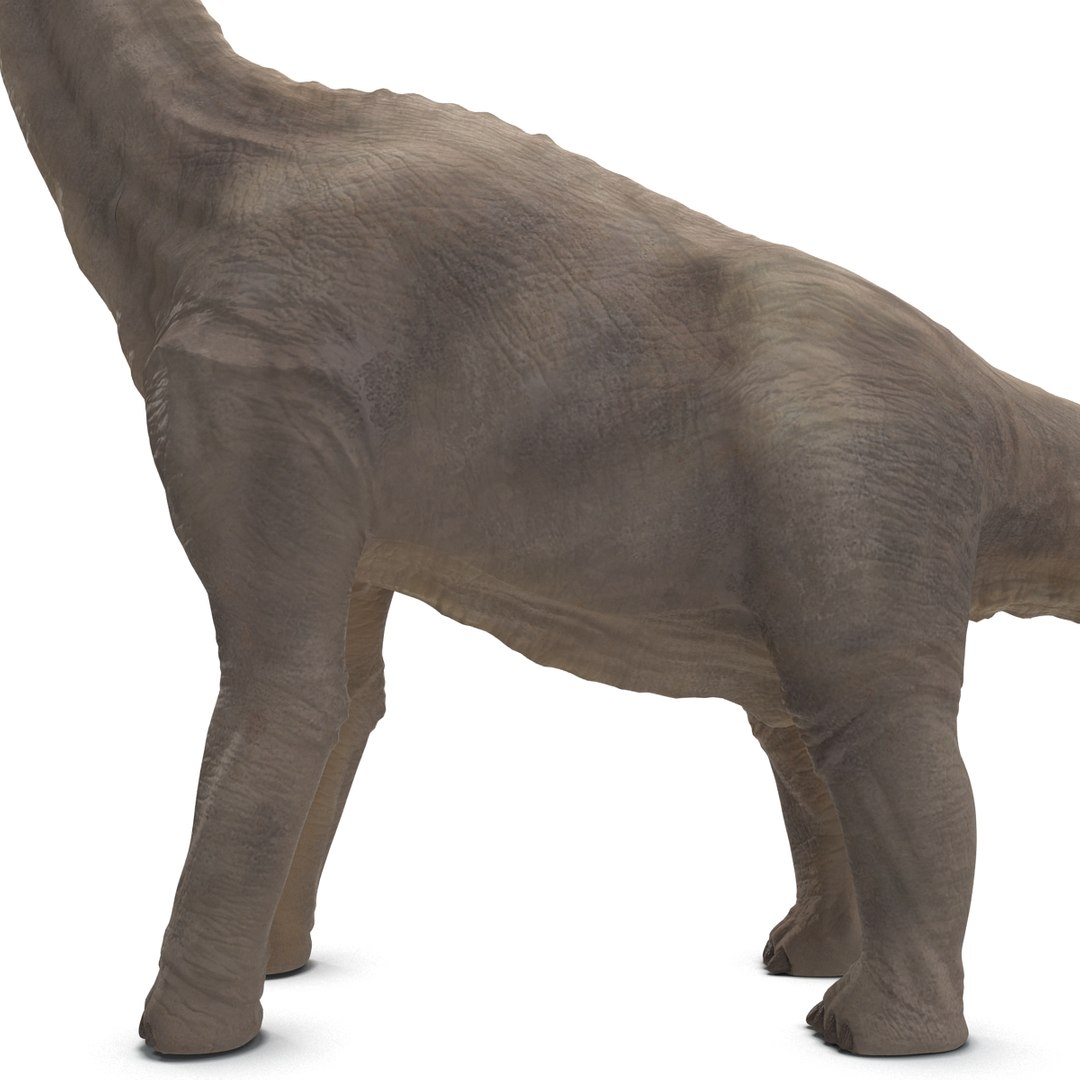 3d brachiosaurus rigged model https://p.turbosquid.com/ts-thumb/eh/EgBjNI/VmbBACCN/brachiosaurusrigged_29/jpg/1395775129/1920x1080/fit_q87/e83ac0278068a1926d9fd20fc798ea0bf0e7811b/brachiosaurusrigged_29.jpg