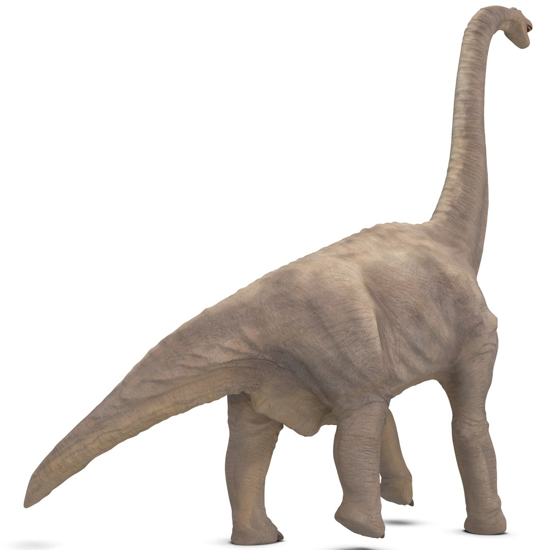 3d brachiosaurus rigged model https://p.turbosquid.com/ts-thumb/eh/EgBjNI/XPMCUXIh/brachiosaurusrigged_24/jpg/1395775115/1920x1080/fit_q87/8791de01545a182fcabd02c97ae0402366a60938/brachiosaurusrigged_24.jpg