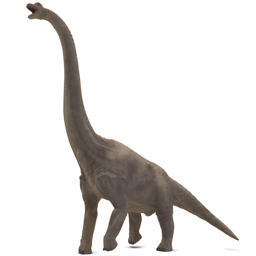 3d brachiosaurus rigged model https://p.turbosquid.com/ts-thumb/eh/EgBjNI/Xg7zMfil/brachiosaurusrigged_18/jpg/1395775099/1920x1080/fit_q87/72db88beae3b741a1d57d49654f5de5e8930f04c/brachiosaurusrigged_18.jpg