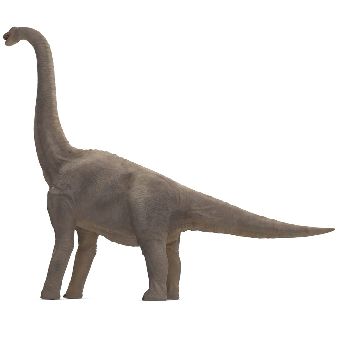 3d brachiosaurus rigged model https://p.turbosquid.com/ts-thumb/eh/EgBjNI/ihIUQTQa/brachiosaurusrigged_28/jpg/1395775128/1920x1080/fit_q87/55d15d379198f371eccb2bd86e0921d2226923a2/brachiosaurusrigged_28.jpg