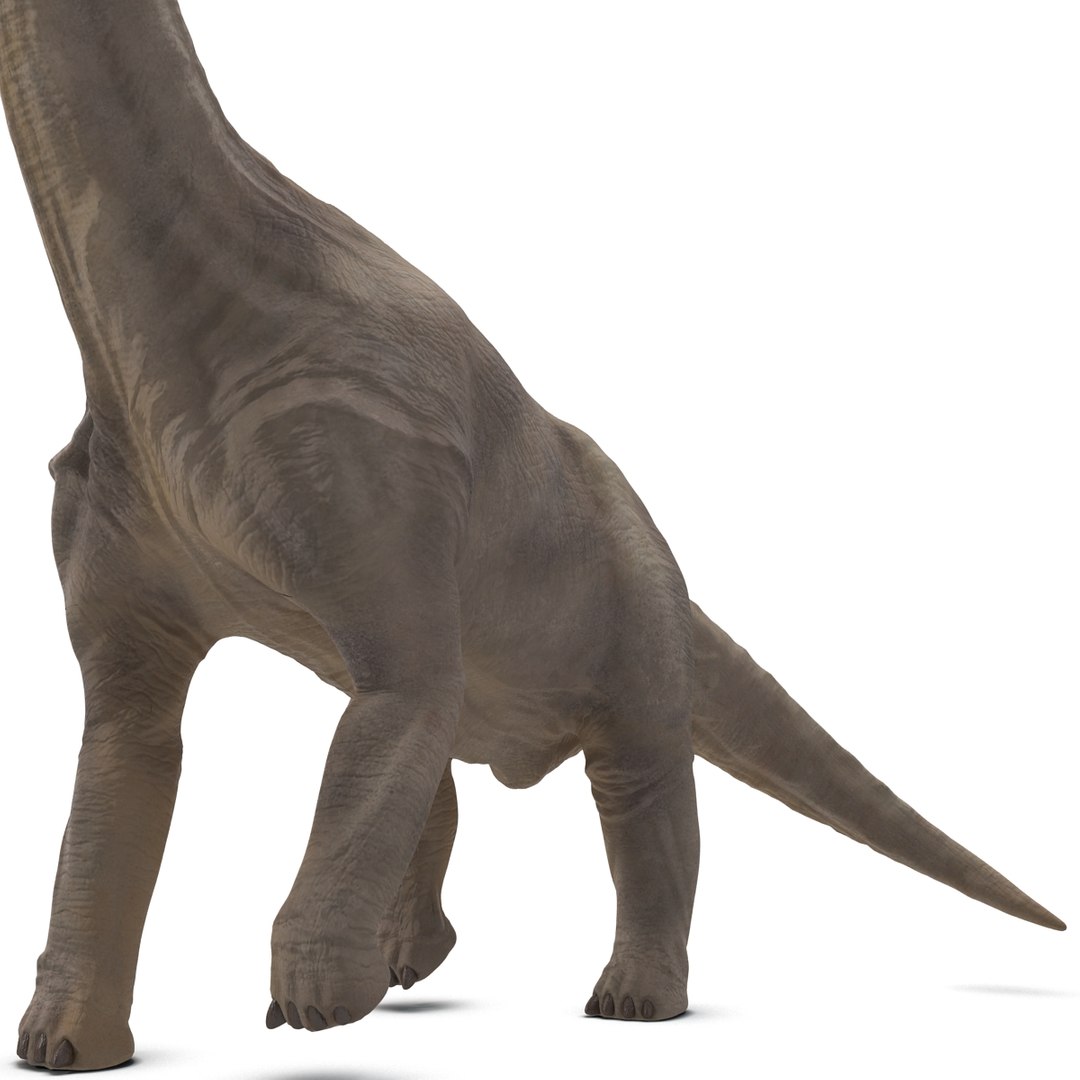 3d brachiosaurus rigged model https://p.turbosquid.com/ts-thumb/eh/EgBjNI/yRJ6QKi5/brachiosaurusrigged_36/jpg/1395775154/1920x1080/fit_q87/395073c492fbd4529bb2fe03af207c0b2b862f62/brachiosaurusrigged_36.jpg