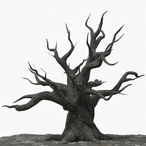 Dead Tree without Leaves on Rocky Ground