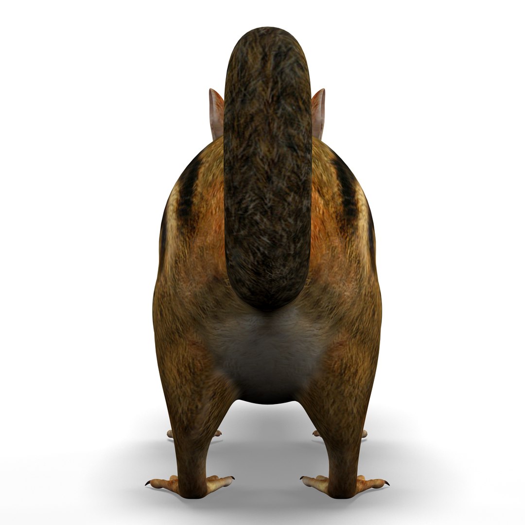 Chipmunk Modelled 3d C4d