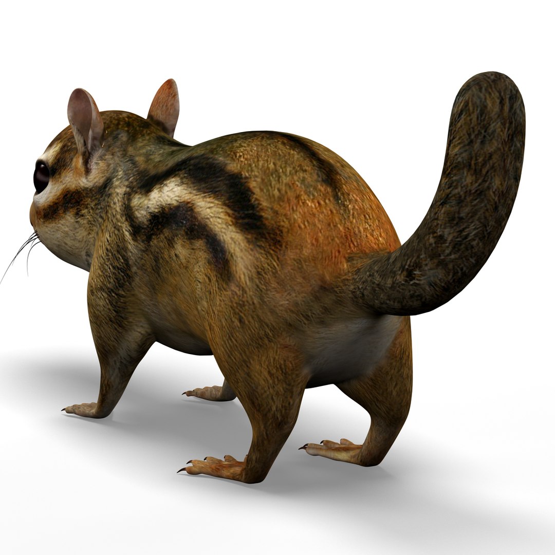 Chipmunk Modelled 3d C4d