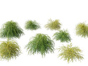 jasminum nudiflorum - Winter jasmine 01