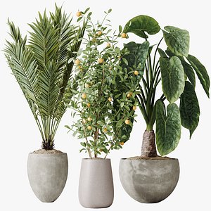 AV Indoor plants set 175 Areca Palm and Cunjevoi Alocasia Jardin and Mandarin Citrus Fruit Bonsai Ch model