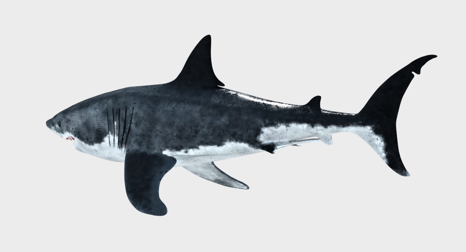 3D great white shark model https://p.turbosquid.com/ts-thumb/eh/oGqUY5/4vhqHp9I/great_white_shark_3d_model09/jpg/1518249756/1920x1080/fit_q87/cb9638ea76d1a2b12ea1bf23c80d15a23778be8b/great_white_shark_3d_model09.jpg