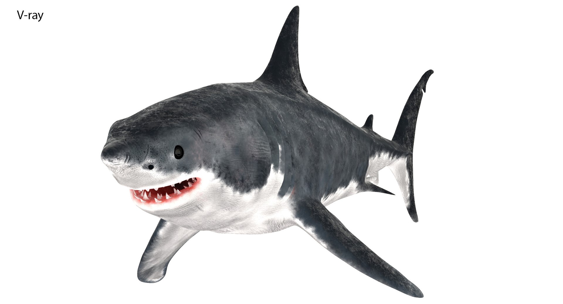 3D great white shark model https://p.turbosquid.com/ts-thumb/eh/oGqUY5/UFk5ShzZ/great_white_shark_3d_model05_vray/jpg/1518260372/1920x1080/fit_q87/e7ac03031ab5088b5af3860ac14f8185e4243074/great_white_shark_3d_model05_vray.jpg