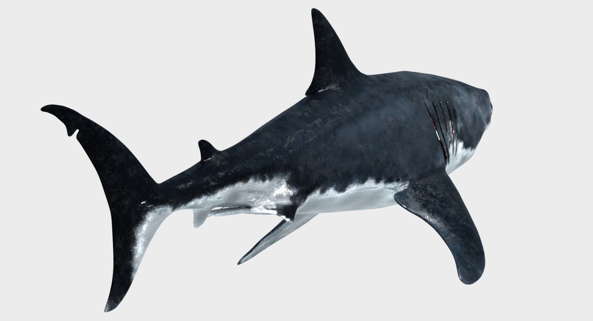 3D great white shark model https://p.turbosquid.com/ts-thumb/eh/oGqUY5/crOn3ff6/great_white_shark_3d_model12/jpg/1518249756/1920x1080/fit_q87/5f037cc4d27e7fb7a201870c84642b5cdd80bc1f/great_white_shark_3d_model12.jpg