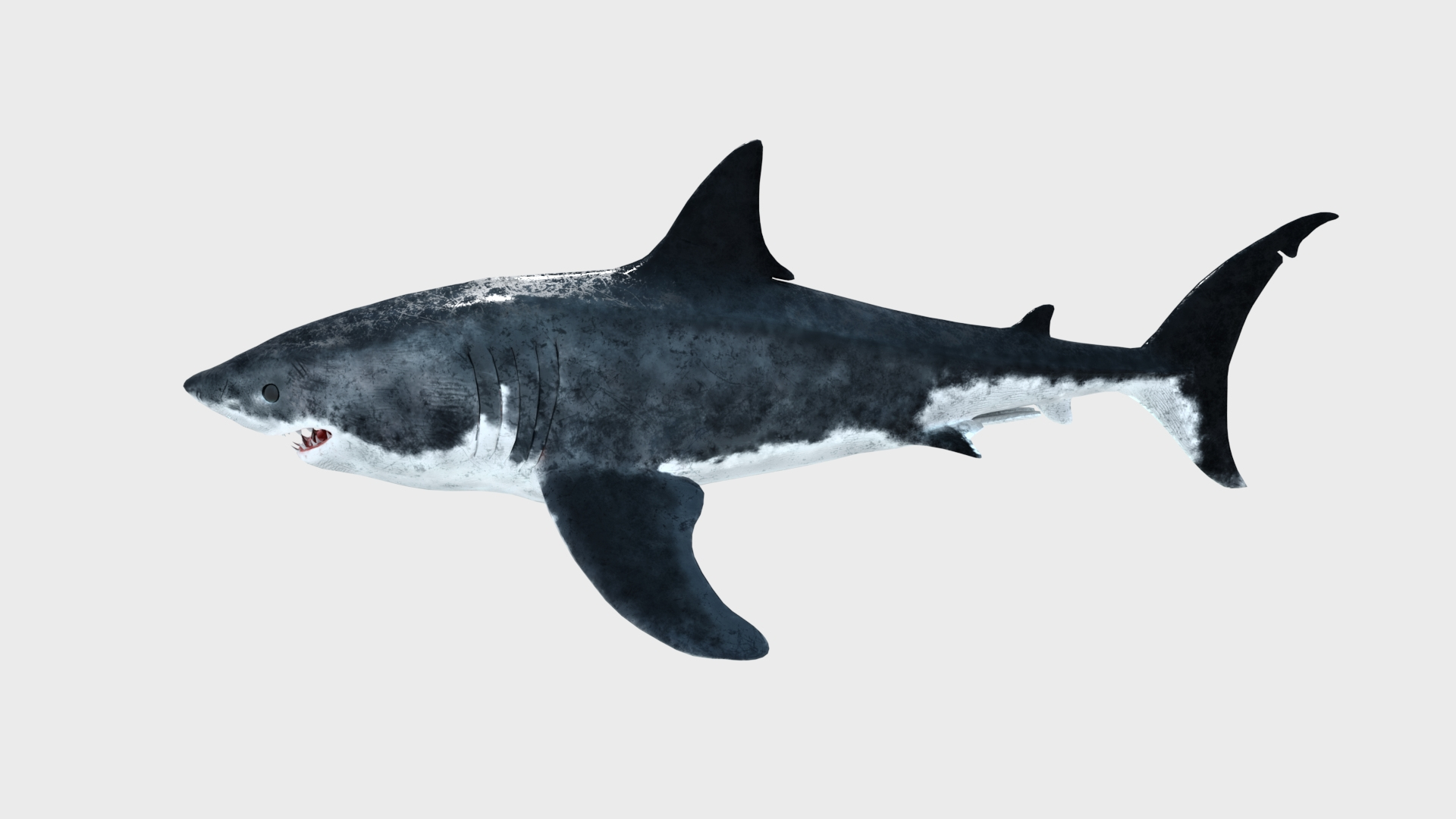 3D great white shark model https://p.turbosquid.com/ts-thumb/eh/oGqUY5/gv/greatwhiteshark3dmodel/jpg/1685875943/1920x1080/turn_fit_q99/13c09b3ebcef0efa9cc60b9f4ae187b57fb44e6b/greatwhiteshark3dmodel-1.jpg