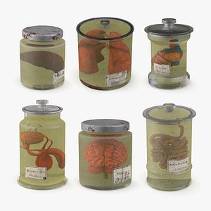 3D Human Organs in Old Jars Collection 3 model