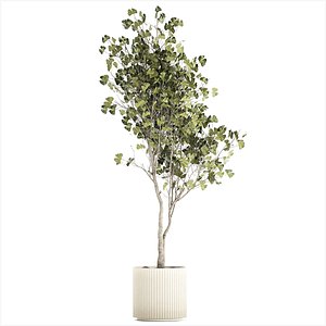 Beautiful Ginkgo biloba tree in pots for the interior 1333 3D