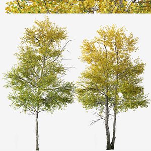 Set of Quaking aspen or Populus tremuloides Tree 3D model