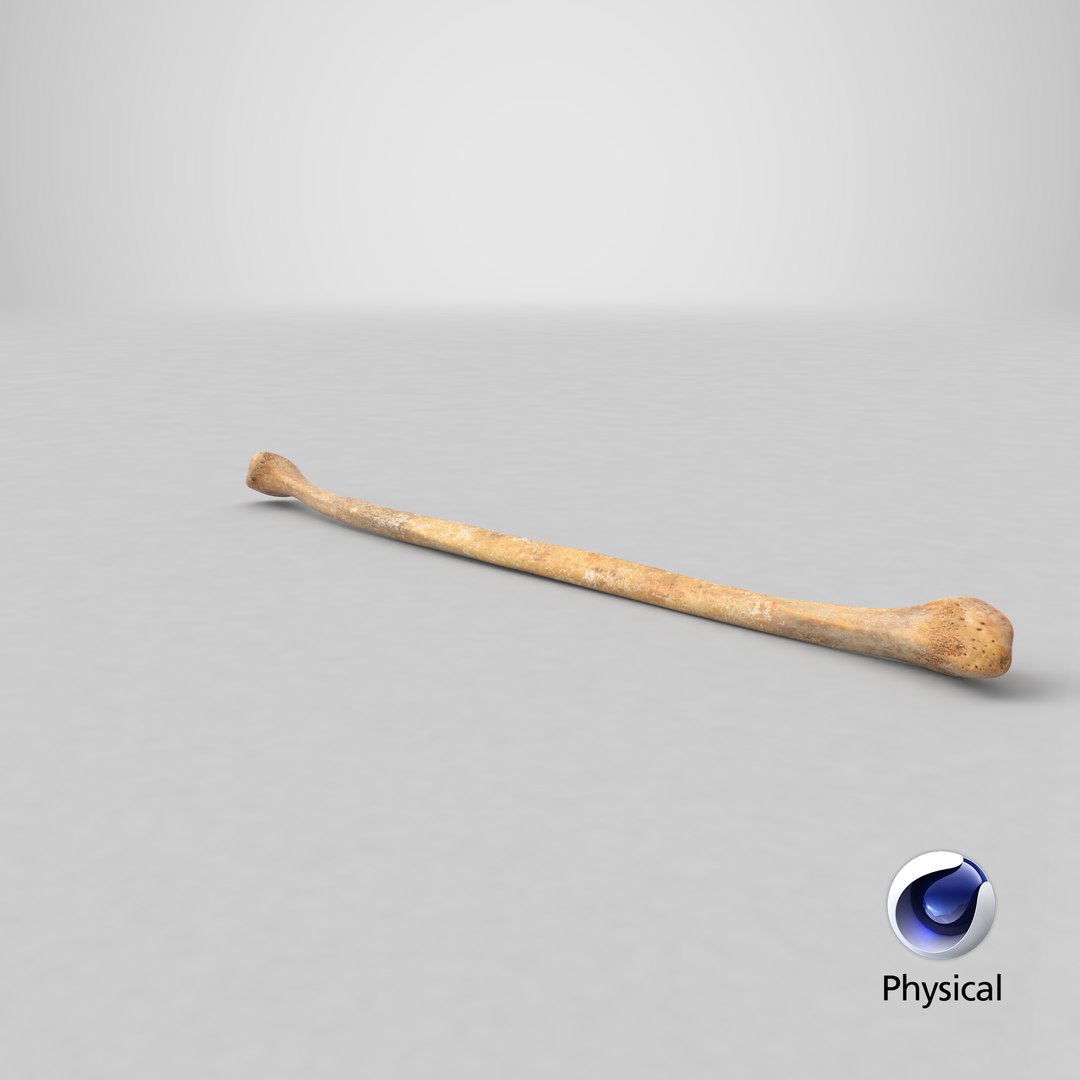 3D Human Fibula Bone 01 - TurboSquid 1423208