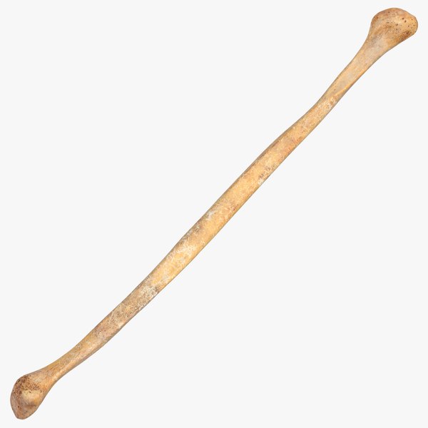 3D human fibula bone 01