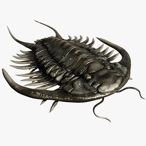 Trilobite 03 - PARACERAURUS EXSUL