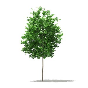 3D ginkgo tree biloba 3