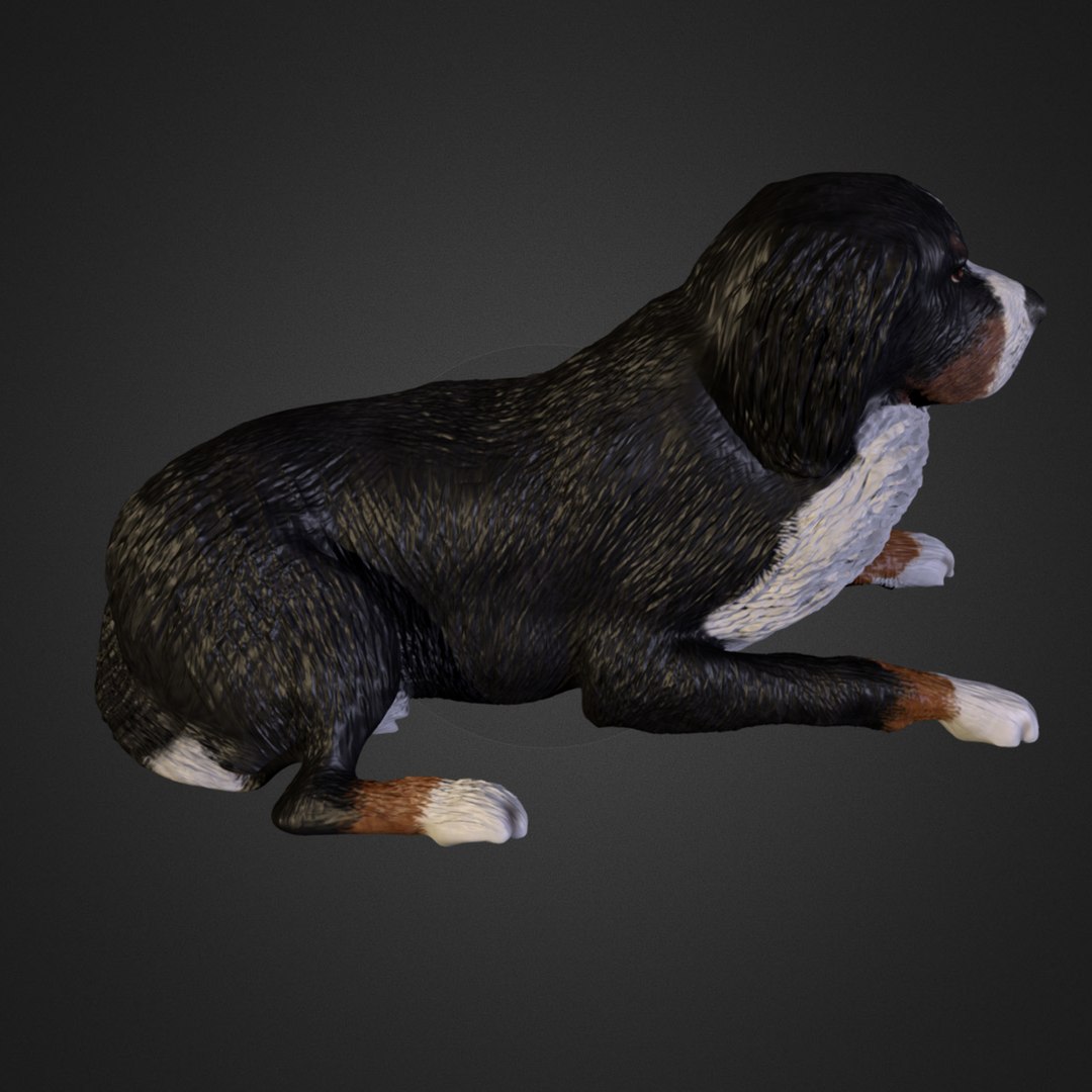 Bernese Mountain Dog 3ds